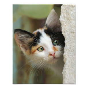 Cute Nyfiken Cat Kitten Prying Öga - Paperprint Fototryck