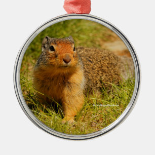 Cute Nyfiken Columbian Ground Squirrel Julgransprydnad Metall