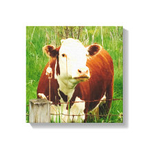 Cute Nyfiken Cow 4Carrie