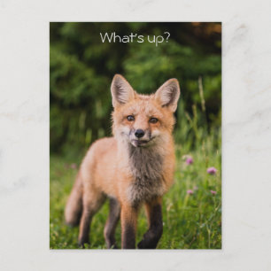 Cute Nyfiken Fox "What's Up?" Vykort