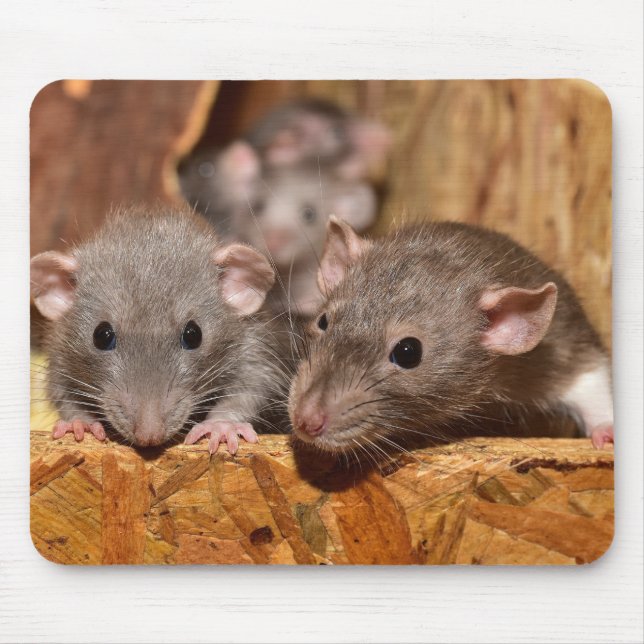 Cute och Ironiska Musmatta (Framsidan)