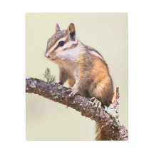 Cute och Knubbig Chipmunk