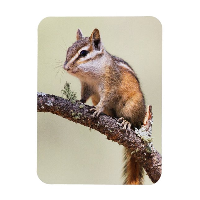 Cute och Knubbig Chipmunk Magnet (Vertikal)