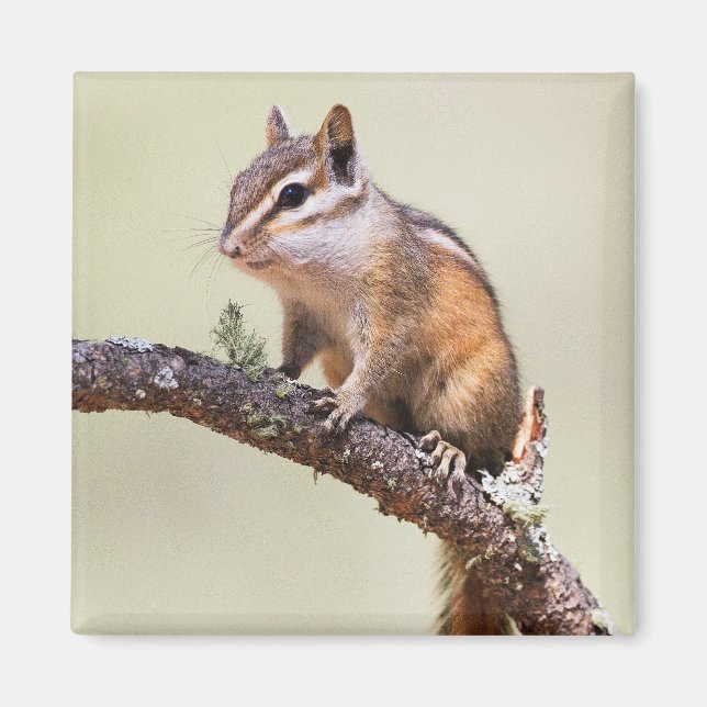 Cute och knubbig chipmunk magnet (Framsidan)