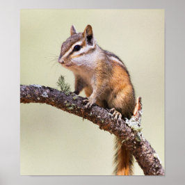 Cute och Knubbig Chipmunk Poster