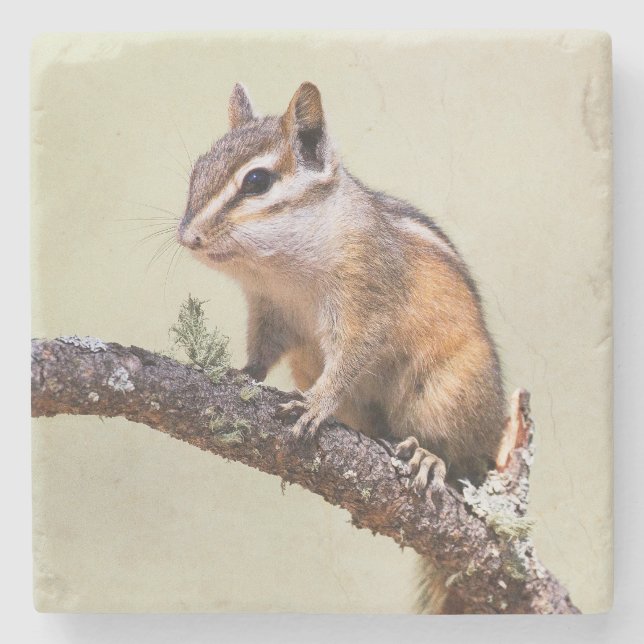 Cute och Knubbig Chipmunk Stenunderlägg (Framsidan)