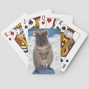 Cute och lycklig quokka på stranden i Australien Casinokort