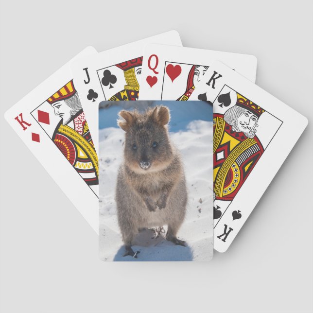 Cute och lycklig quokka på stranden i Australien Casinokort (Baksidan)