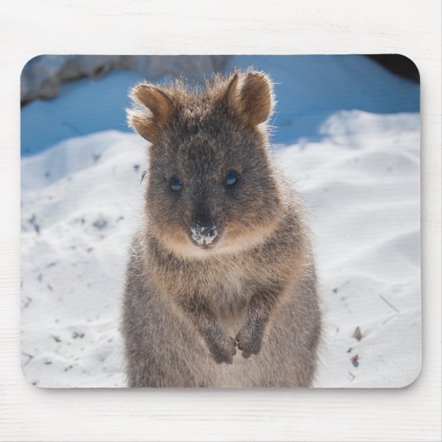 Cute och lycklig Quokka på stranden i Australien Musmatta (Framsidan)