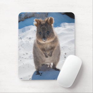 Cute och lycklig Quokka på stranden i lodrät Musmatta