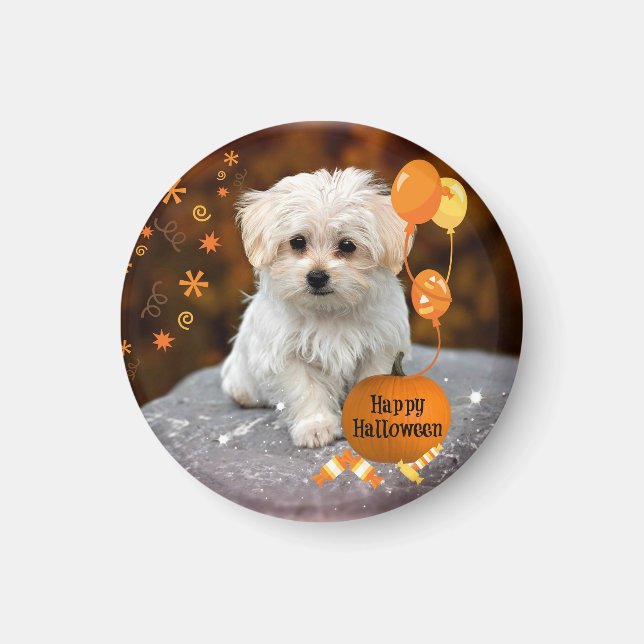 Cute och muskulös, maltesisk valp firar Halloween Magnet (Framsidan)