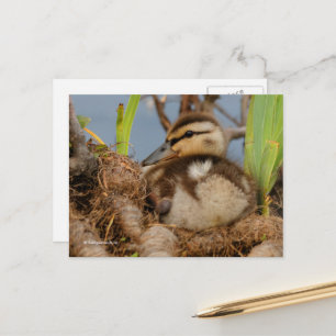 Cute och Precocious Mallard Duckling Vykort