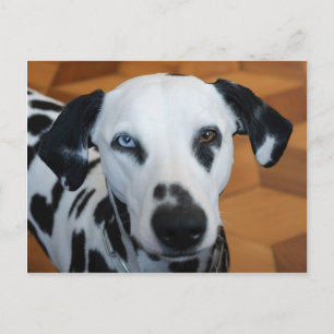 Cute One Blue Öga Dalmatien Hund Vykort