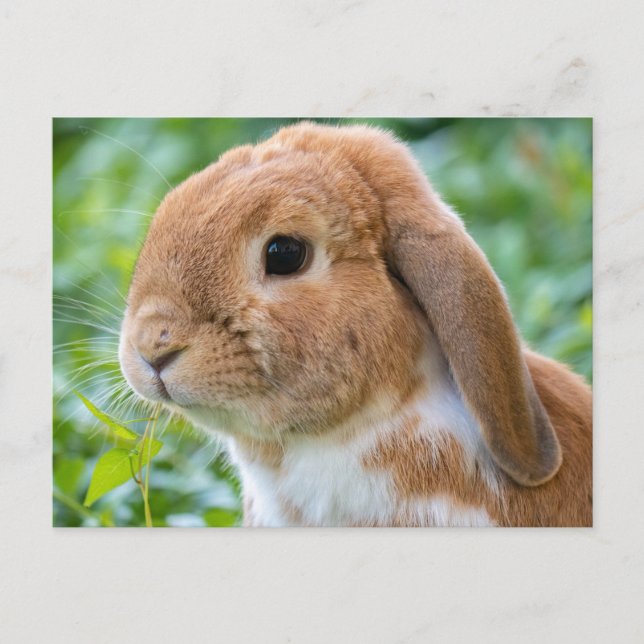 Cute Orange and White Bunny Vykort (Framsida)