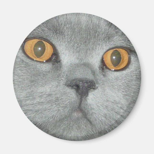 Cute Orange Eyed Kattunge Magnet (Framsidan)