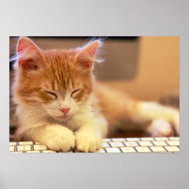 Cute Orange Kitten Falls Asov Poster (Framsidan)