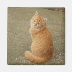 Cute Orange Kitten Photo Magnet