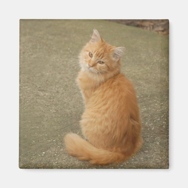 Cute Orange Kitten Photo Magnet (Framsidan)