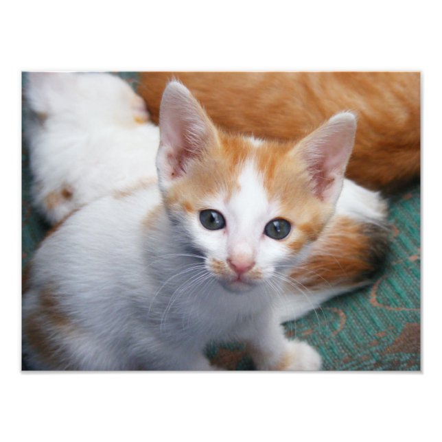 Cute Orange och White Kitten Poster (Framsidan)