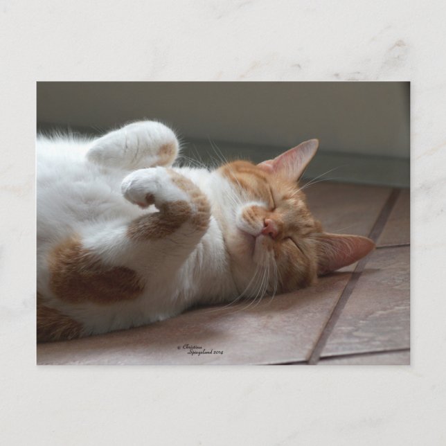 Cute orange, sovande postkort för katt vykort (Framsida)