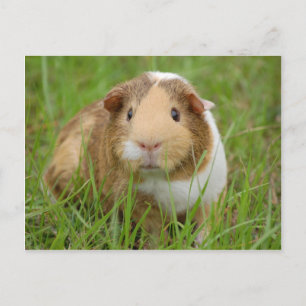 Cute orange-white mara gris i gräs vykort