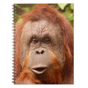 Cute orangutan anteckningsbok