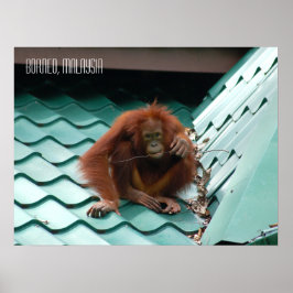 Cute Orangutan i Sabah Borneo Jungle Poster