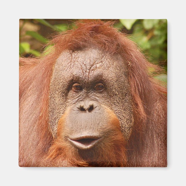 Cute orangutan magnet (Framsidan)