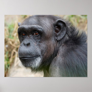 Cute Orangutan Staring på kameran Poster