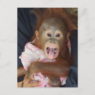 Cute Orangutan Tunga Monkey Business Vykort