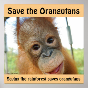 Cute Orangutan-utrotningshotade arter Poster
