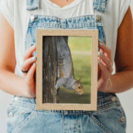 Cute Östra Grått-ekorren på Träd Fototryck