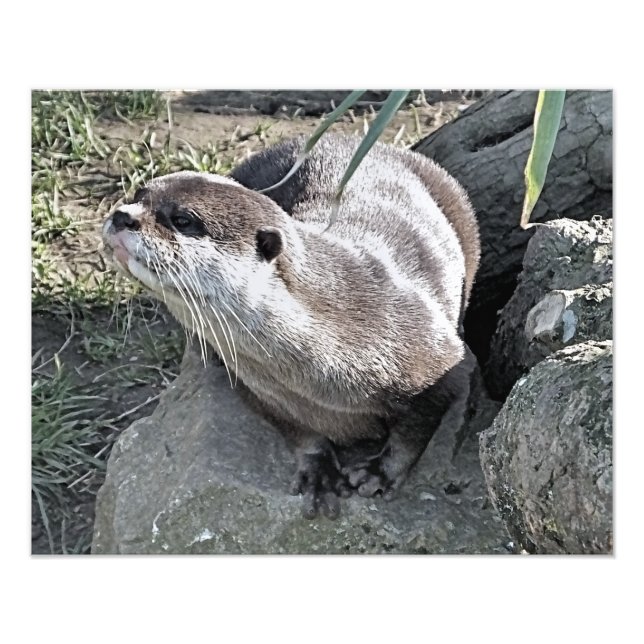 CUTE OTTER FOTOTRYCK (Framsidan)