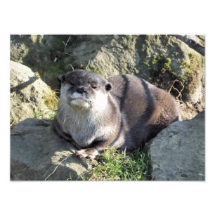 CUTE OTTER FOTOTRYCK