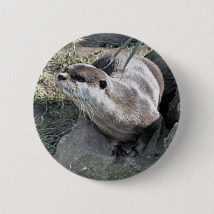CUTE OTTER KNAPP
