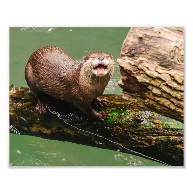 Cute Otter Laughing on Log in Vatten Fototryck (Framsidan)