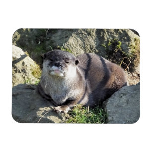 CUTE OTTER MAGNET