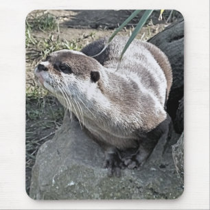 CUTE OTTER MUSMATTA