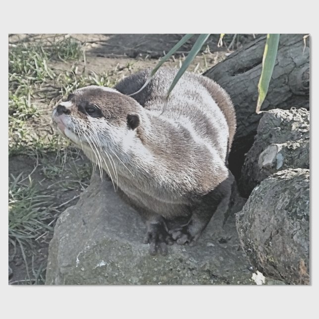 CUTE OTTER PRESENTPAPPER (Platt)