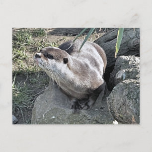 CUTE OTTER VYKORT