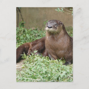 Cute Otter-vykort Vykort
