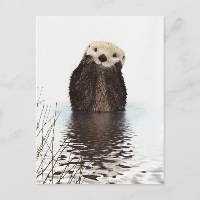Cute Otter Wildlife-bild Vykort (Framsida)