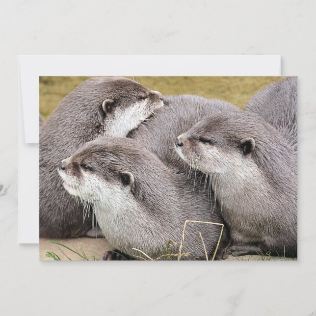 CUTE OTTERS (Framsida)
