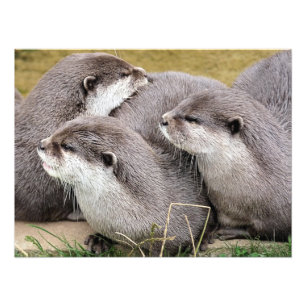 CUTE OTTERS FOTOTRYCK