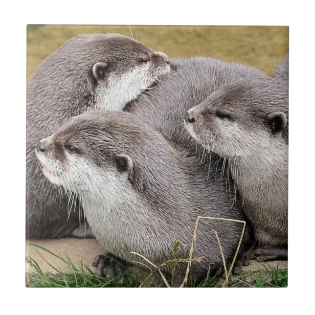 CUTE OTTERS KAKELPLATTA (Framsidan)