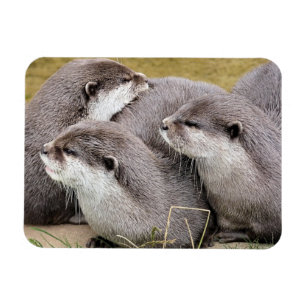 CUTE OTTERS MAGNET
