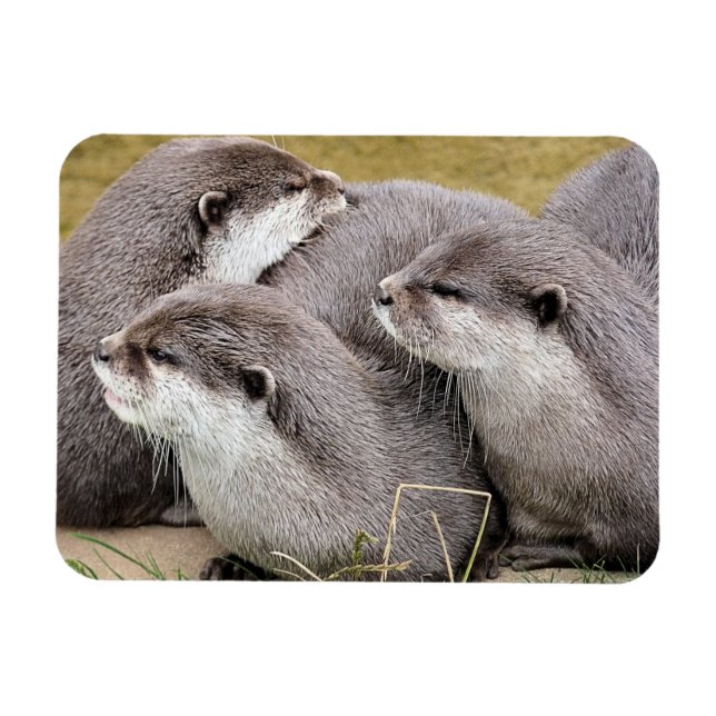 CUTE OTTERS MAGNET (Horisontell)