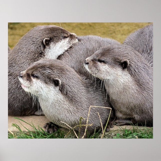 CUTE OTTERS POSTER (Framsidan)