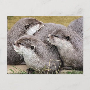 CUTE OTTERS VYKORT