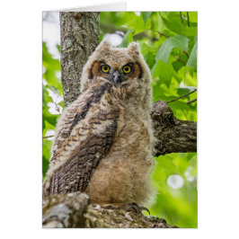 Cute Owlet Hälsningskort